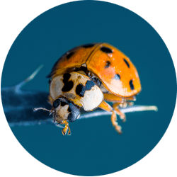 Asian Lady Beetle Control  Remove Ladybugs From Your Home