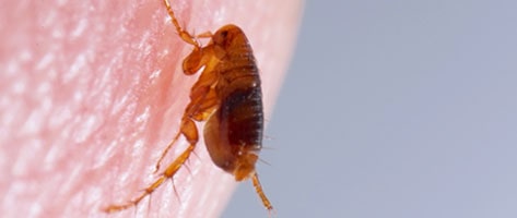 Image of a flea on human skin; Northern Pest treats your home for fleas. 