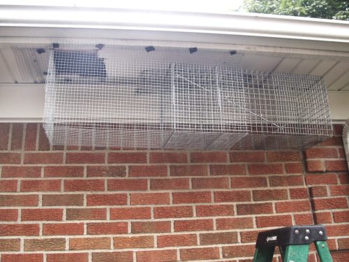 What is Exclusion Trapping? - Northern Pest Blog