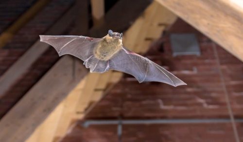 check-valves-for-bat-exclusion-northern-pest-blog