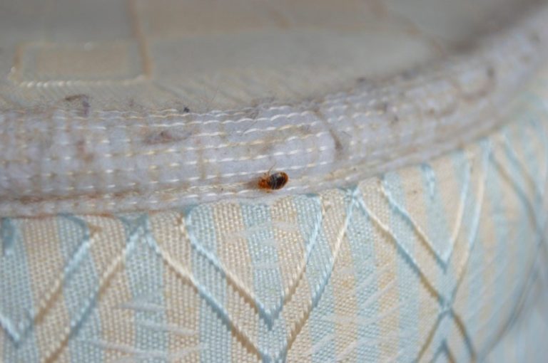 Northern Pest Blog | Bed Bugs in Hotels & More