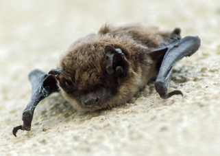 image of a crawling bat 